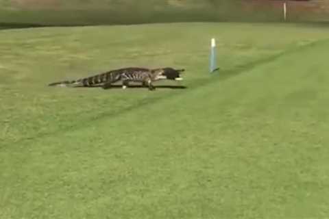 Watch moment hungry alligator strolls across golf course with fish in its mouth to leave golfers..