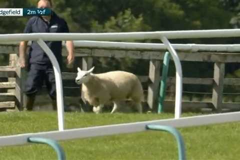 Watch hilarious moment SHEEP invades race track and manages to evade desperate attempts to capture..