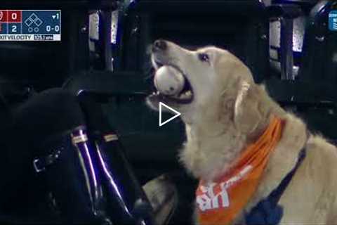 This adorable dog retrieves Francisco Lindor's home run ball | MLB on ESPN