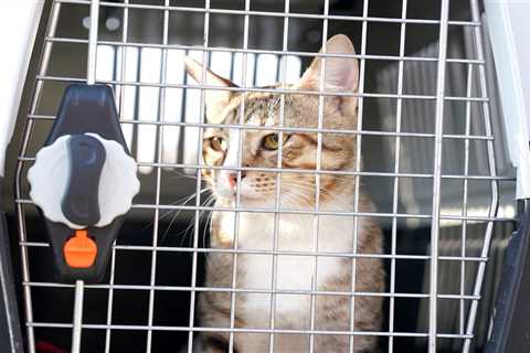 England’s unofficial World Cup mascot Dave the cat joins squad leaving Qatar hotel as he prepares..