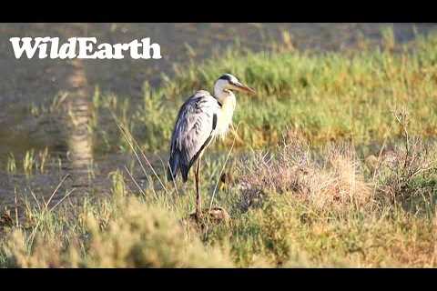 WildEarth - Sunset Safari - 31 Jan 2023