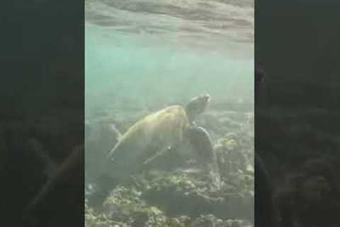 Sea turtles at Turtle Bay Resort #shorts #hawaii