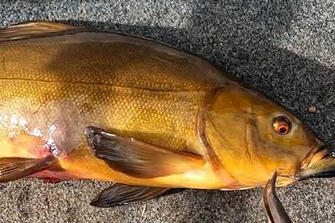 Quick Lake Wartook redfin/trout trolling session with a surprise Tench !