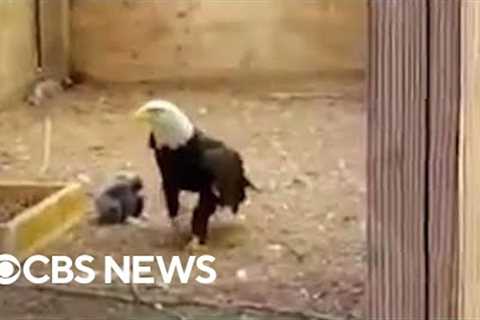 Eagle who wanted to be a dad cares for baby eaglet