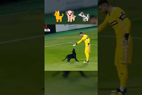 Funny soccer moments: Animals on the field 🐕 | Open description for FREE gift 🎁👇 #shorts