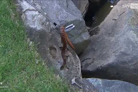 TV viewers stunned as Rickie Fowler hits ball into water and can’t get to it due to huge SNAKE