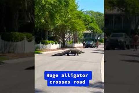 Huge alligator crosses South Carolina road #shorts