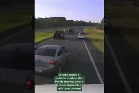 Driver braking for turtle causes multi-car accident in Florida #shorts