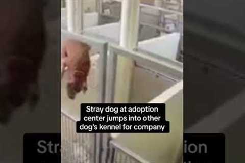 Stray dog at adoption center jumps into neighbor's kennel for company #shorts