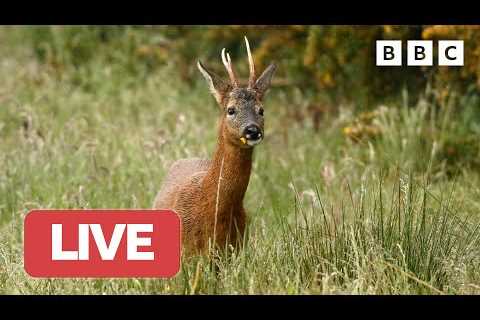 🔴 LIVE wildlife cameras 🪺 11 June 🌺 BBC Springwatch 2023