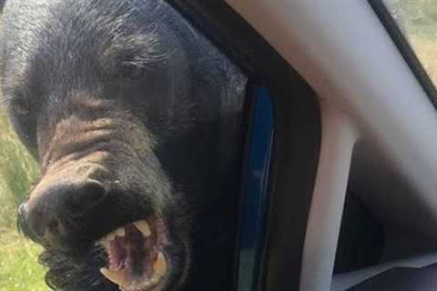 Bear Rips Camper Door Off And Eats Young Logger