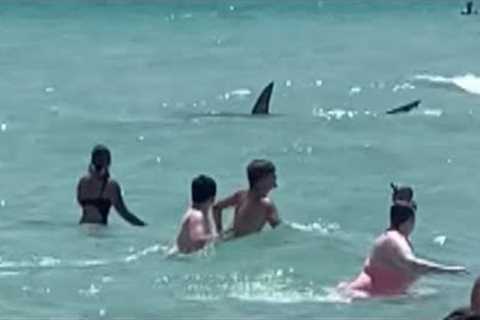 The Most SAVAGE Great White Shark Attack of All Time!