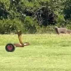 Watch shocking moment huge cobra flees from mongoose on golf course and jumps over obstacle leaving ..