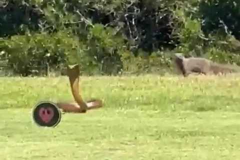 Watch shocking moment huge cobra flees from mongoose on golf course and jumps over obstacle leaving ..