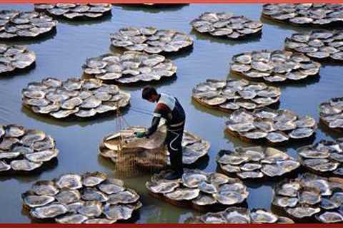 Farming and Harvesting the Most Expensive OYSTERS and Precious PEARLS in the World