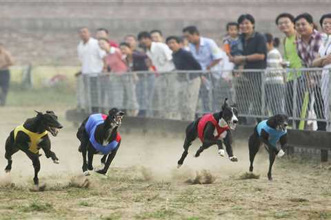 Shocking greyhound exports to China – where dogs are eaten and boiled alive – still going on as..