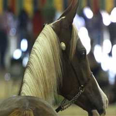 Experience the Excitement of Horse Shows in Scottsdale, Arizona