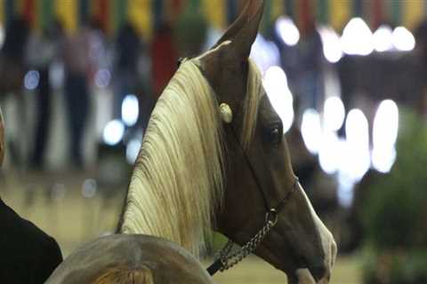 Experience the Excitement of Horse Shows in Scottsdale, Arizona