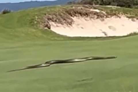 Shocking moment ‘biggest snake EVER’ slithers across golf course as terrified fans say ‘I would..