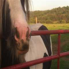 The Horse Industry in Beaver County, Pennsylvania: A Comprehensive Guide to Buying and Selling