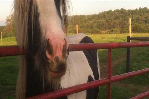 The Horse Industry in Beaver County, Pennsylvania: A Comprehensive Guide to Buying and Selling
