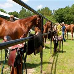 Making Horse Shows Accessible for Disabled Riders in Southwestern Missouri