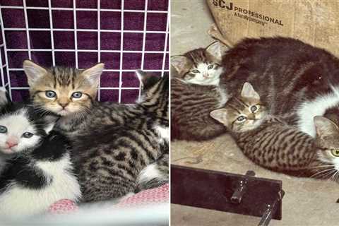So Forest Found a Cat Family Living in Their Stadium and Obviously Named Them After Players