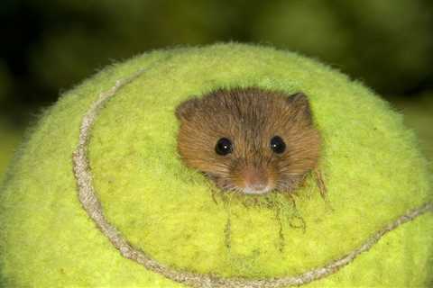 Hold Up - Wimbledon Tennis Balls Are Becoming Tiny Mouse Mansions and I'm Obsessed