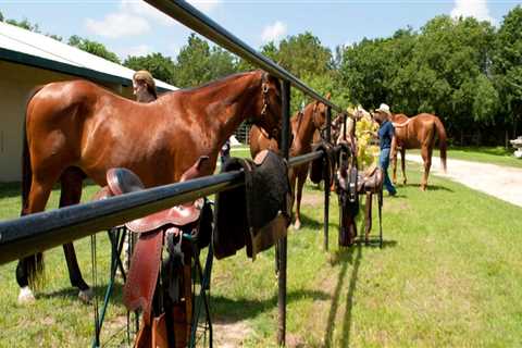 Making Horse Shows Accessible for Disabled Riders in Southwestern Missouri