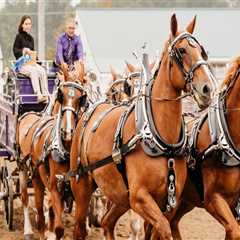The Art of Judging Horse Shows in Northeast Ohio