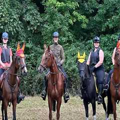 The Ultimate Guide to Stabling Horses at Horse Shows in Northeast Ohio