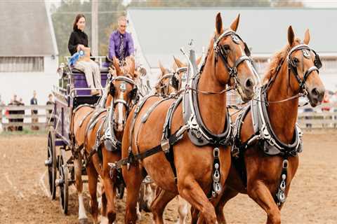 The Art of Judging Horse Shows in Northeast Ohio