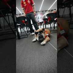 The coolest dog in the paddock just got even cooler 😎#F1Shorts #ScuderiaFerrari