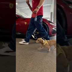 He’s hereeee 💪 #F1Shorts #ScuderiaFerrari