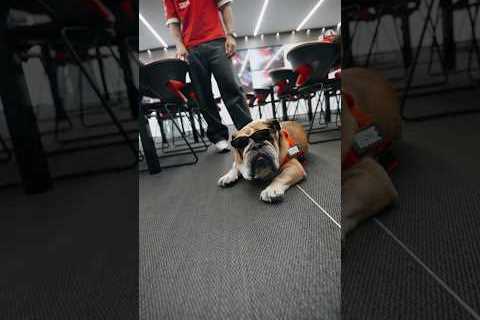 The coolest dog in the paddock just got even cooler 😎#F1Shorts #ScuderiaFerrari