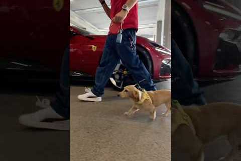 He’s hereeee 💪 #F1Shorts #ScuderiaFerrari